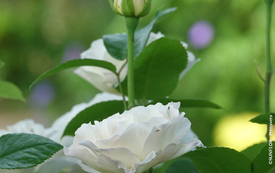 ©SUNFLOR - Primavera